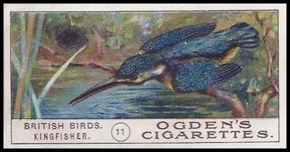 05OBB 11 Kingfisher.jpg